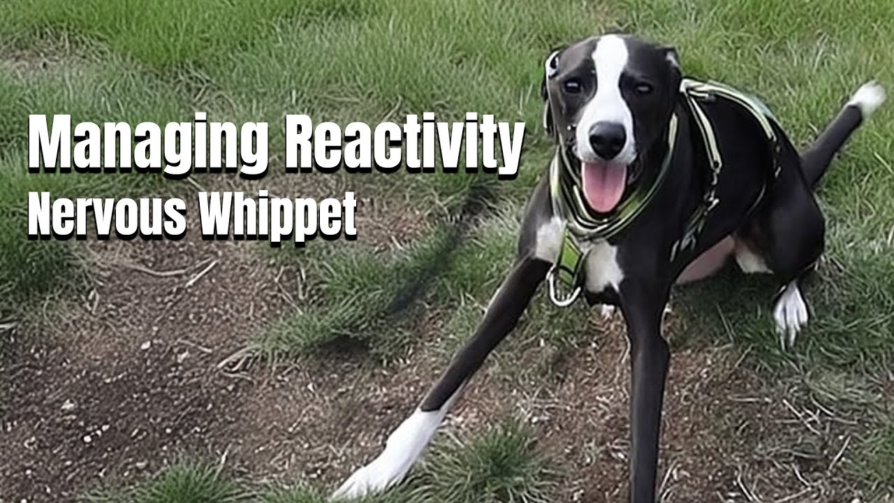 Managing Reactivity Nervous Whippet