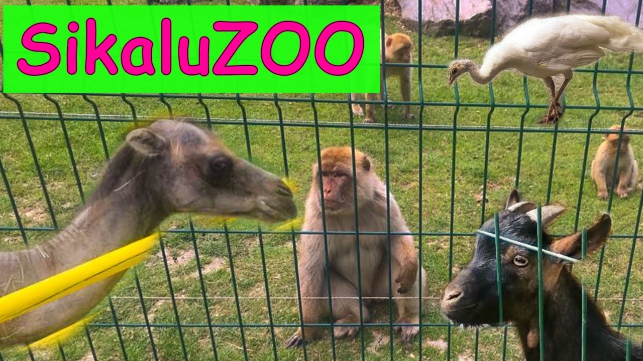 IDEJE za ENODNEVNI IZLET: SikaluZOO - družinski živalski vrt v Radencih │ Pohajkujmo skupaj