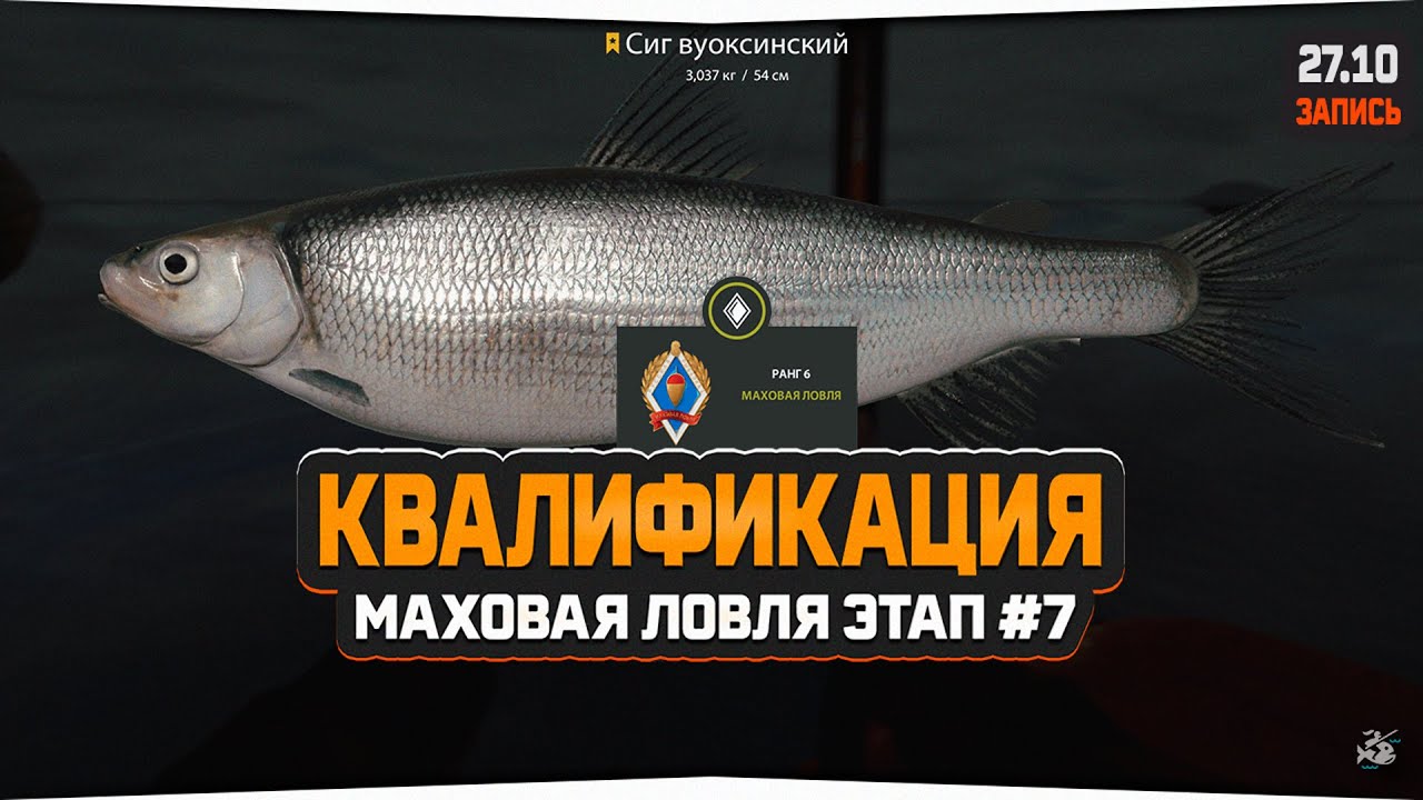 Самый сложный этап маховой квалификации выполнен. Сиг Вуоксинский трофей &mdash; Русская Рыбалка 4