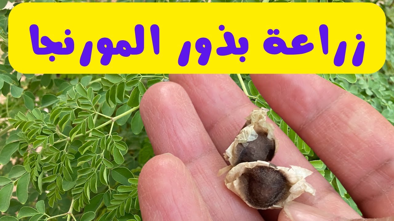 كيفية زراعة بذور المورينجا ومتى تتم زراعتها