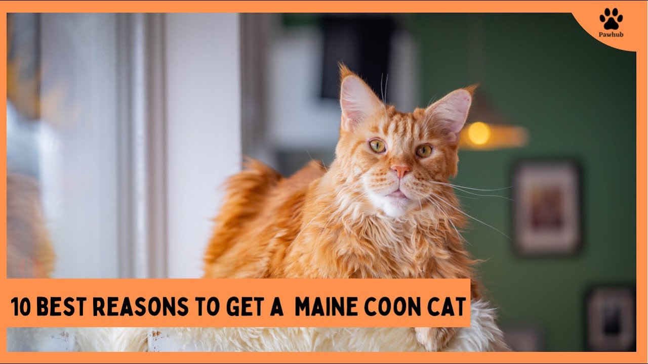These are Definitely 10 Best Reasons to Get the Maine Coon Cat