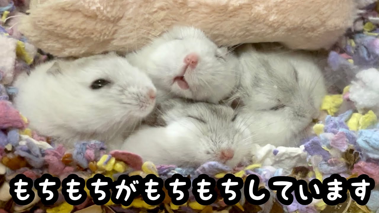寝てるハムスターも最高にかわいい