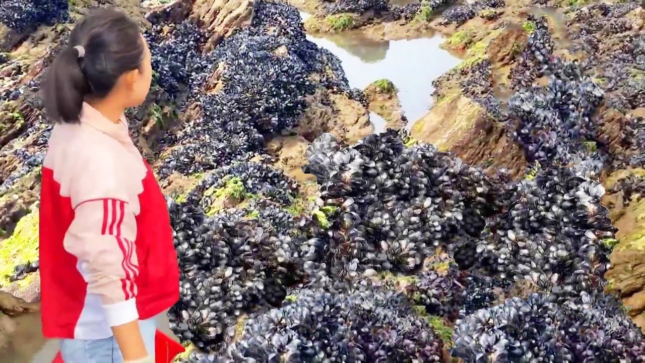 [English sub] Маленькая глава ловит море, ремни нерестятся впечатляюще, море радуги полно пляжей, о