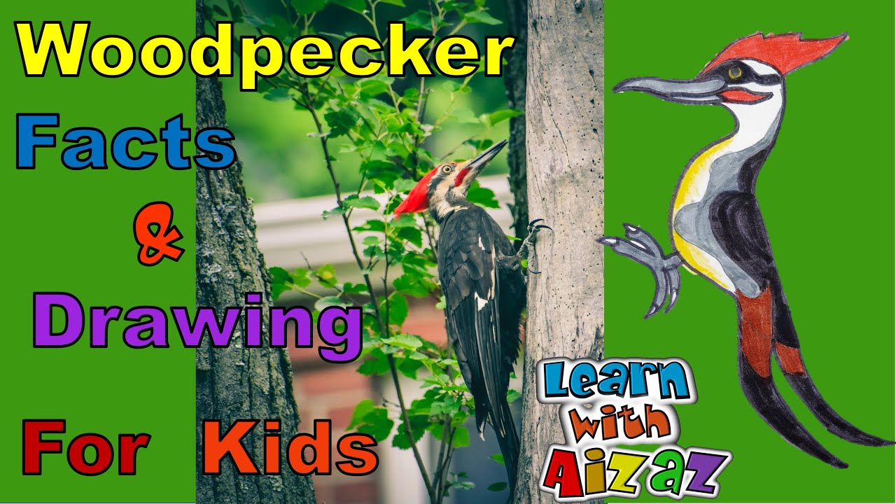 Woodpecker  interesting facts & drawing | informative  video for kids | learn with Aizaz