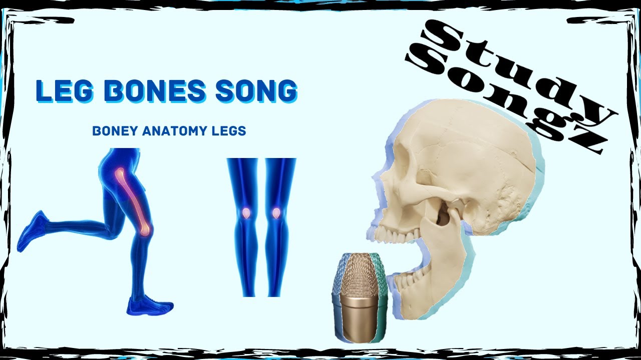 Leg Bones Song! - Boney Anatomy of the Leg - Study Songz
