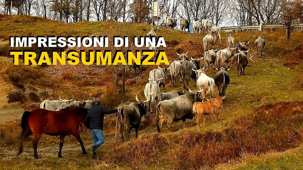 Campana CS - Impressioni di una Transumanza Invernale (Sila Greca)