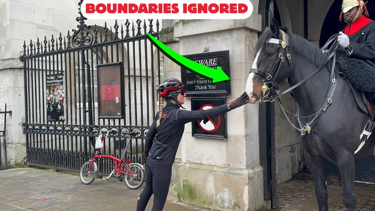 😱 DISGRACEFUL SCENE! Woman Touches and Feeds Horse Guard Horse