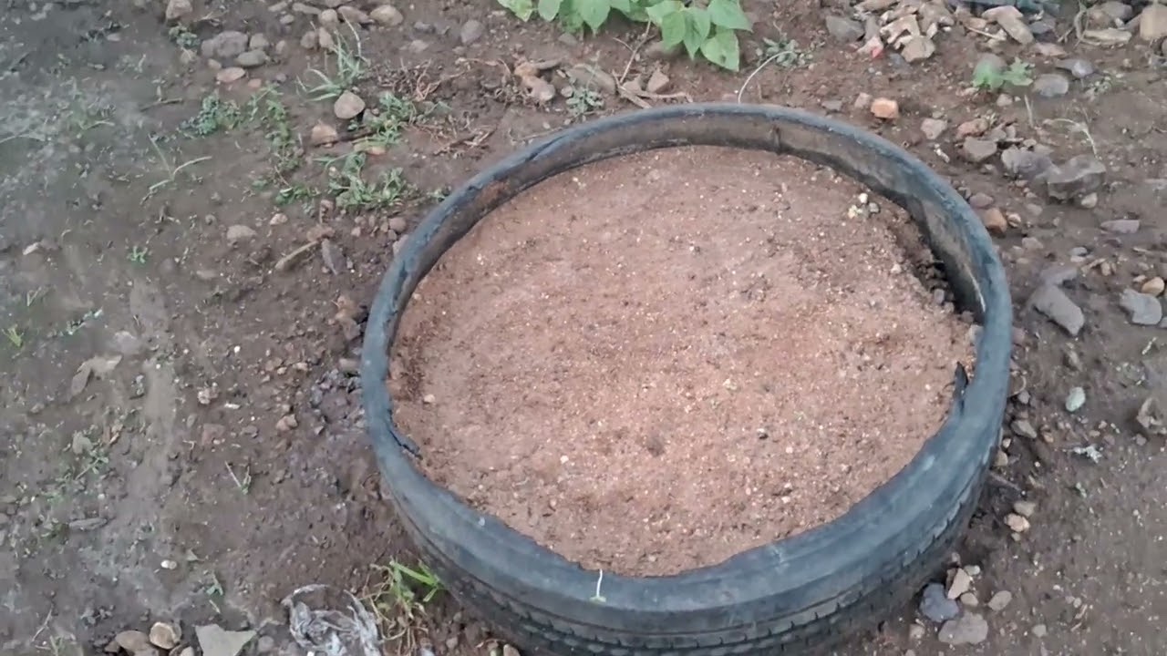 Maydanoz ekiminin püf noktaları  5 günde  filizlenir 
