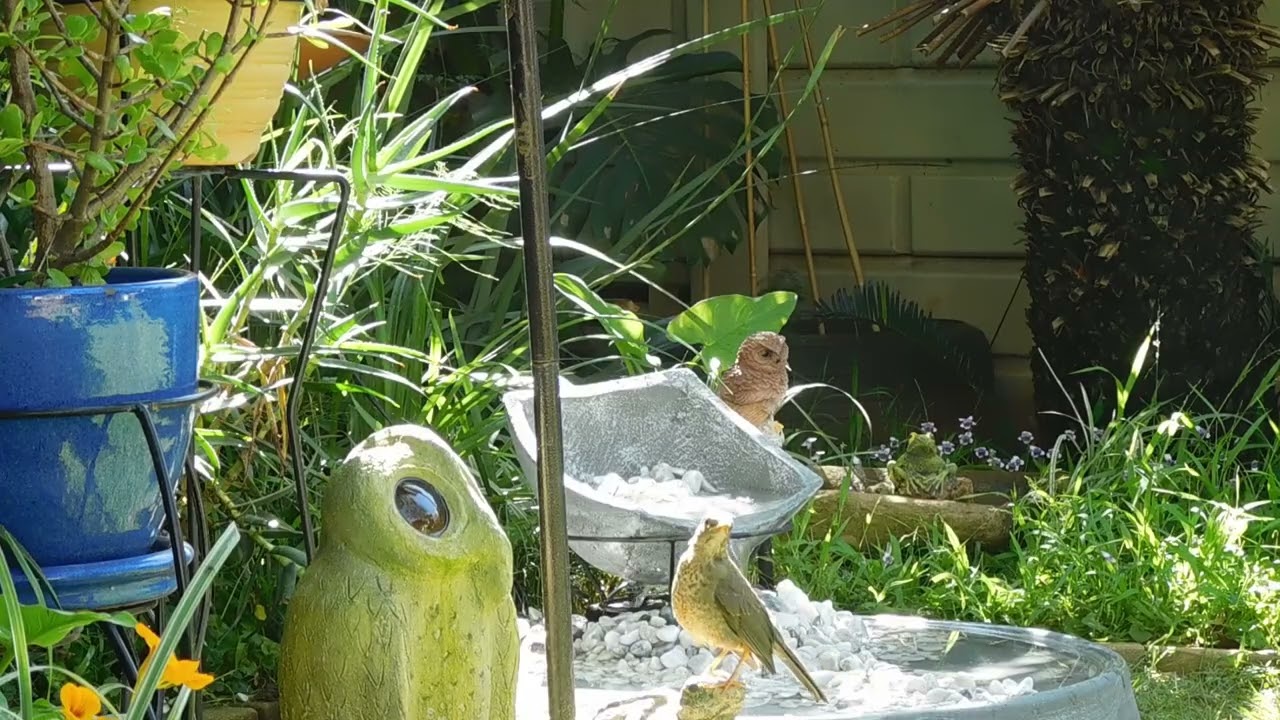 Wild Birds in the Owl Garden  Peaceful Bird Bath & Natural Sounds