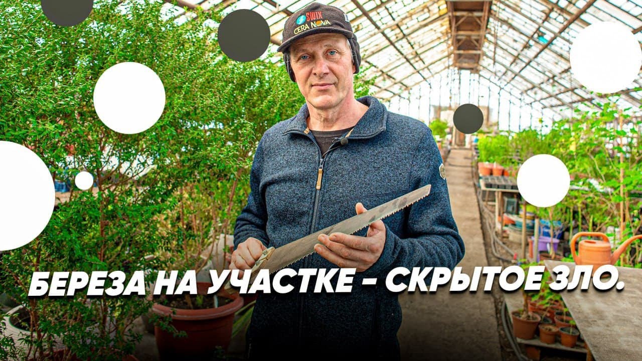ЧЕМ ОПАСНА БЕРЕЗА В САДУ? Почему не стоит сажать березу на участке?