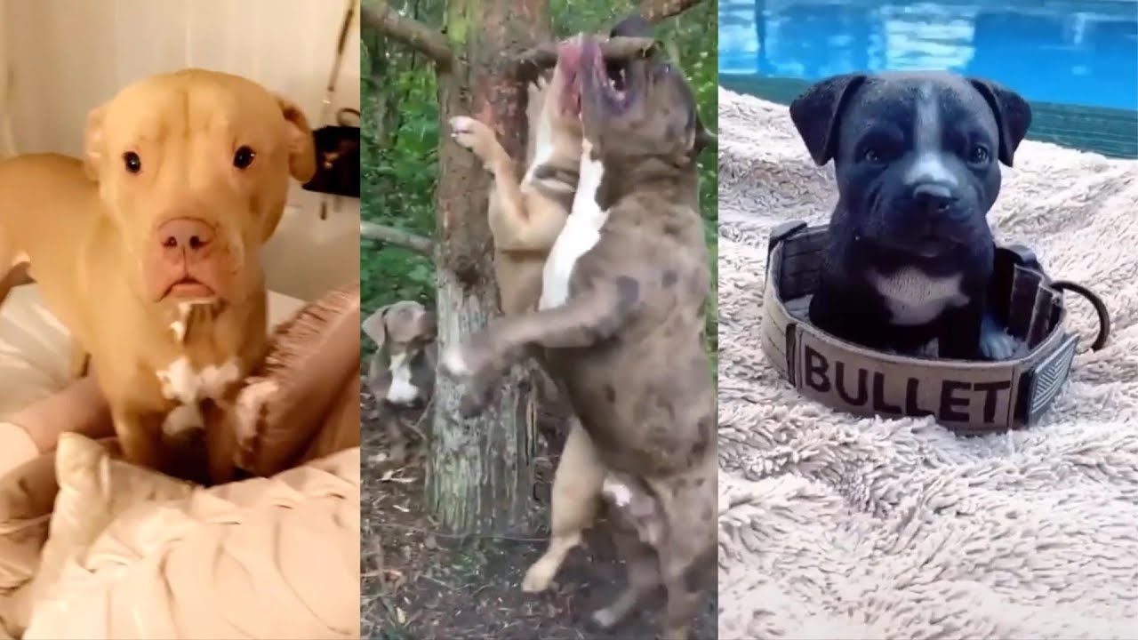 Pitbulls Being Wholesome EP.2 | Funny and Cute Pitbull Compilation