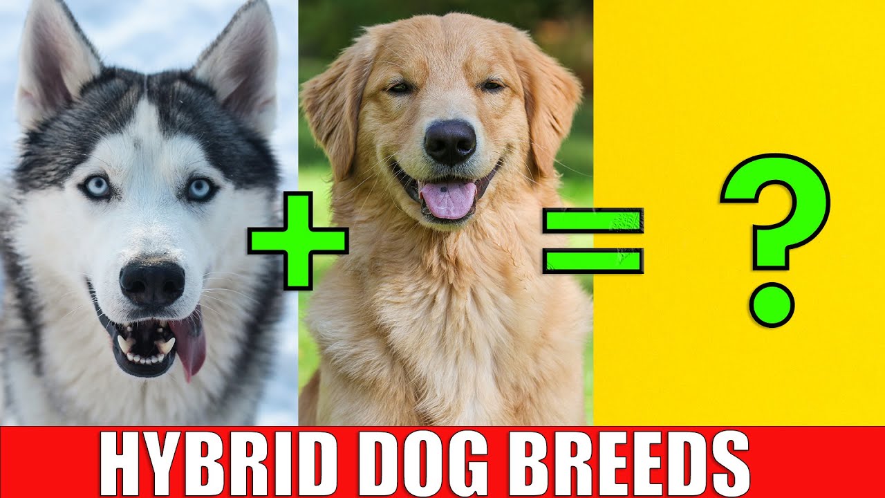 DOG HYBRID CROSSBREEDS | Learn Mixed Designer Dog Breeds