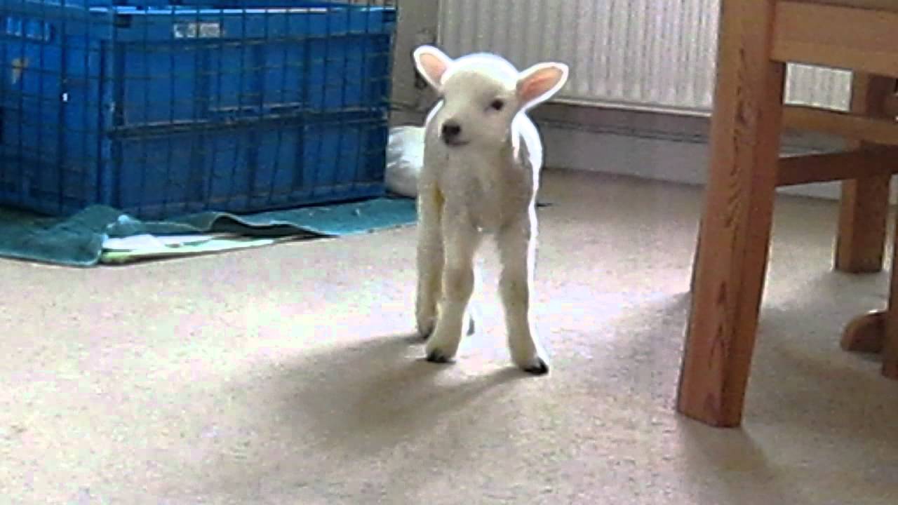 Lamb in the house
