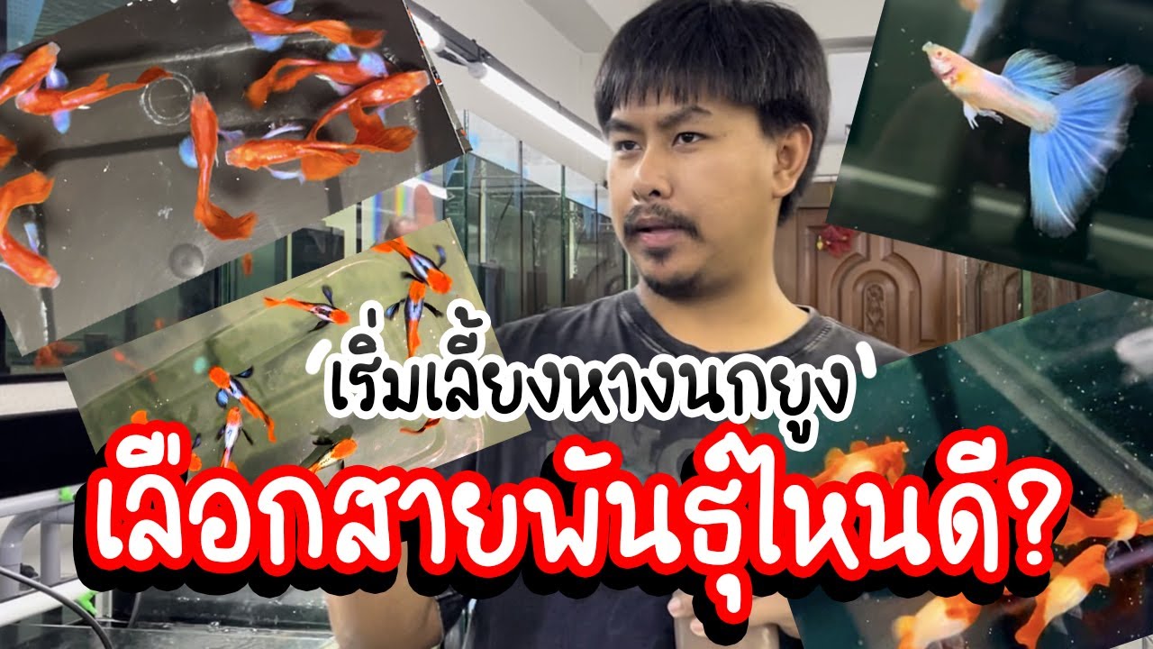 รู้อะไรไม่เท่ารู้งี้ EP54.เริ่มเลี้ยงหางนกยูงเลือกสายพันธุ์ไหนดี?