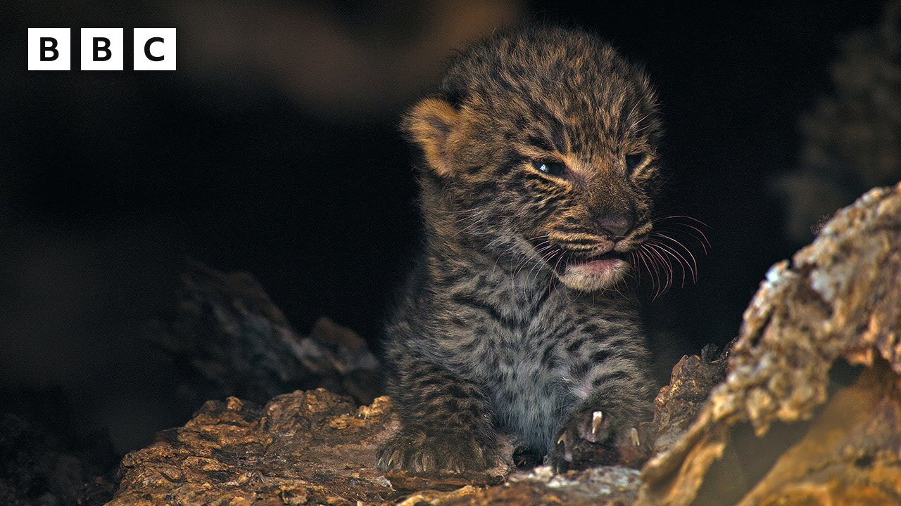 Rare first glimpse of newborn leopard cubs 🐆😍  - BBC