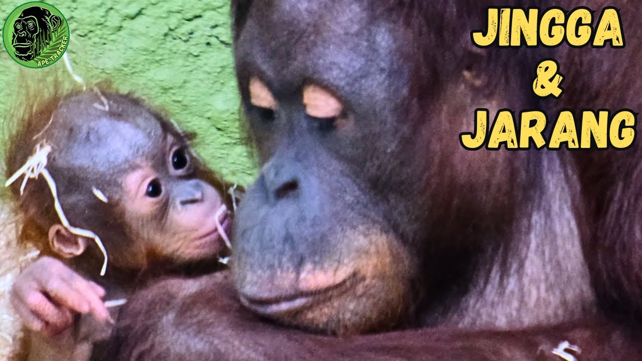 Baby Orangutan Enjoying Time With His Mom !!