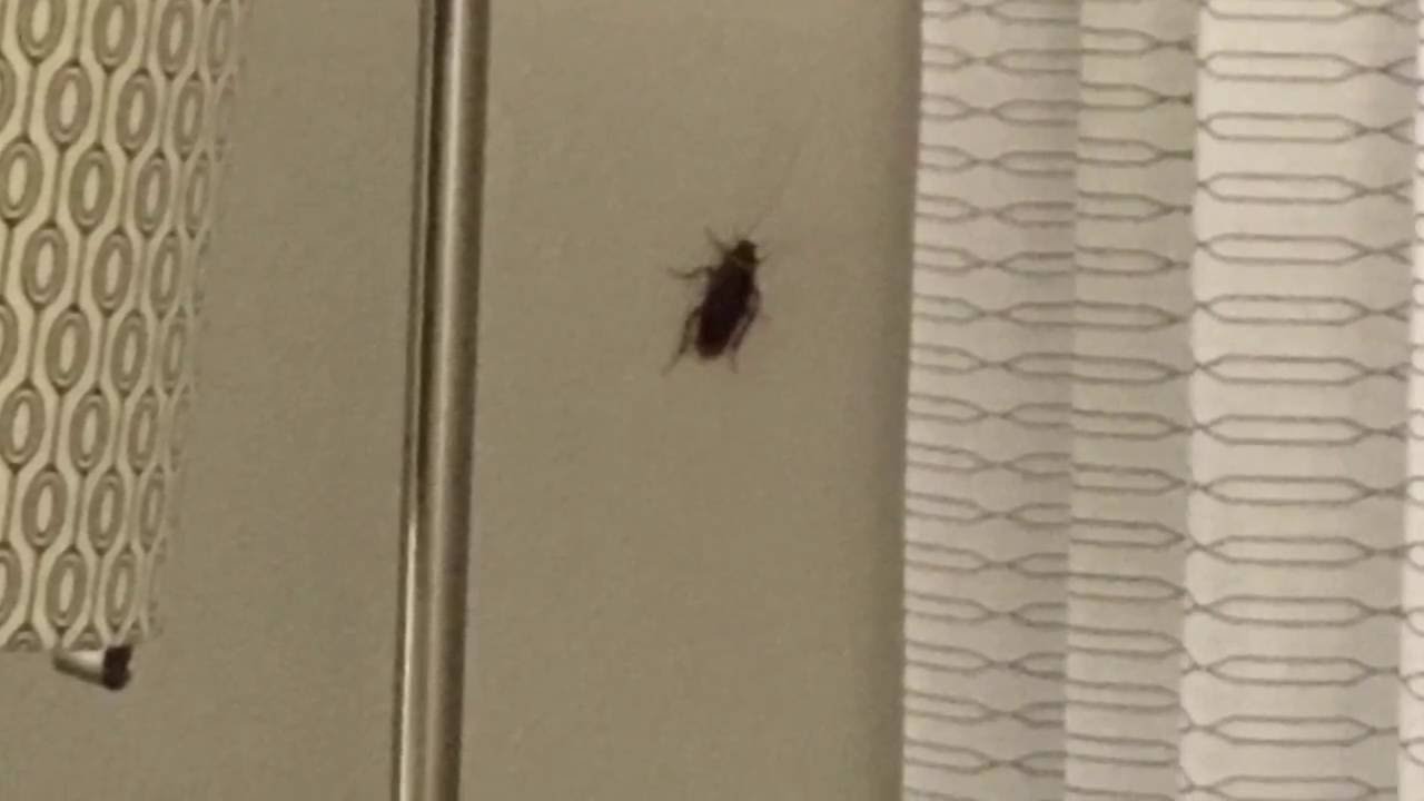 Huge ROACH in Hotel Room
