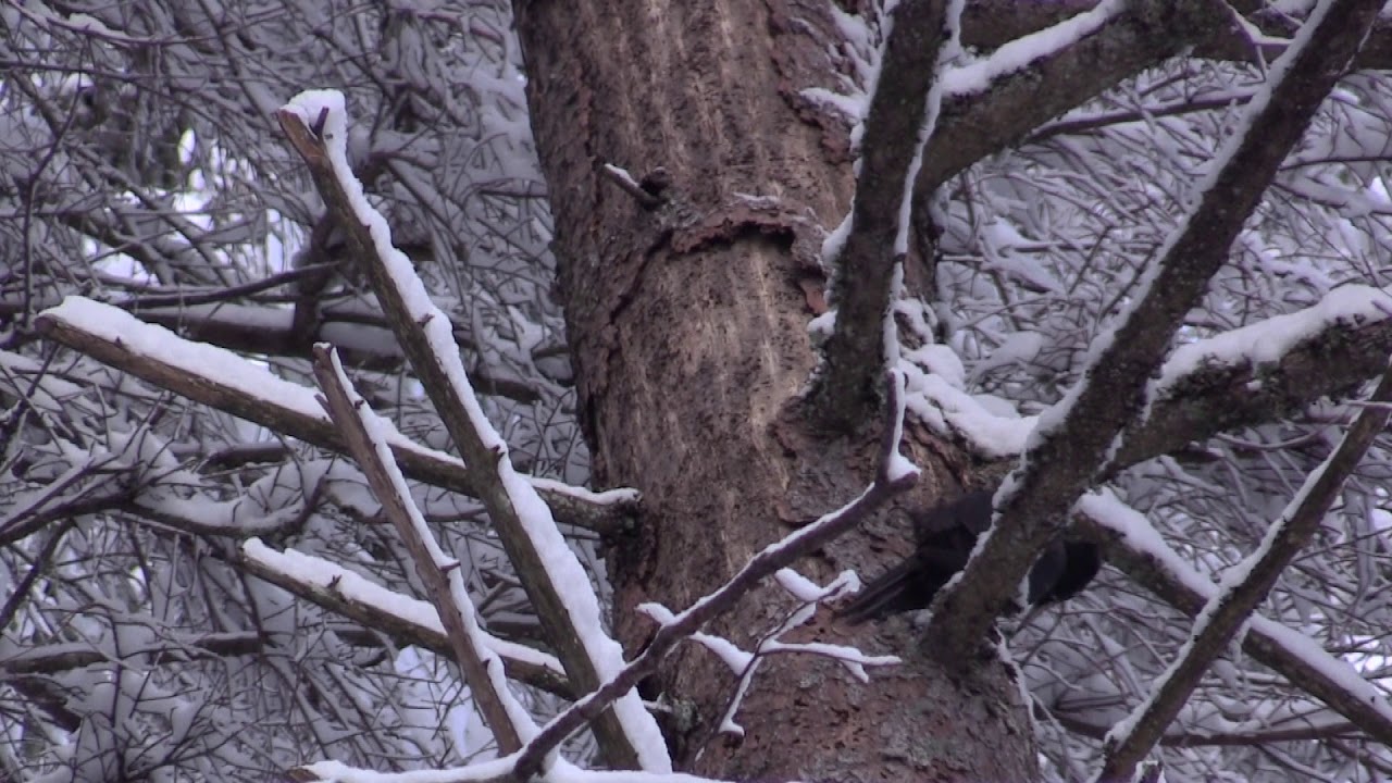 Pic noir (Dryocopus m. martius) Black Woodpecker