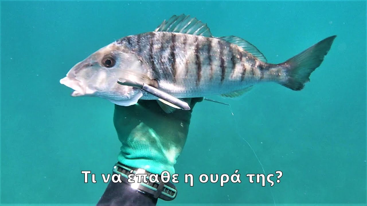 ΡΗΧΟ ΨΑΡΟΝΤΟΥΦΕΚΟ ΜΕ TIPS ΓΙΑ ΤΕΛΕΙΩΣ ΑΡΧΑΡΙΟΥΣ! / SHALLOW SPEARFISHING WITH TIPS FOR BEGINNERS!