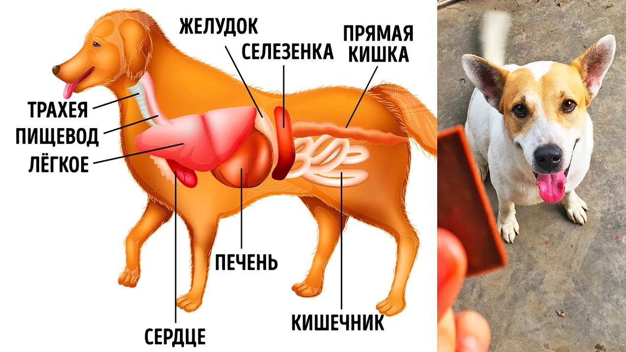10 Обычных Продуктов, Способных Навредить Вашей Собаке