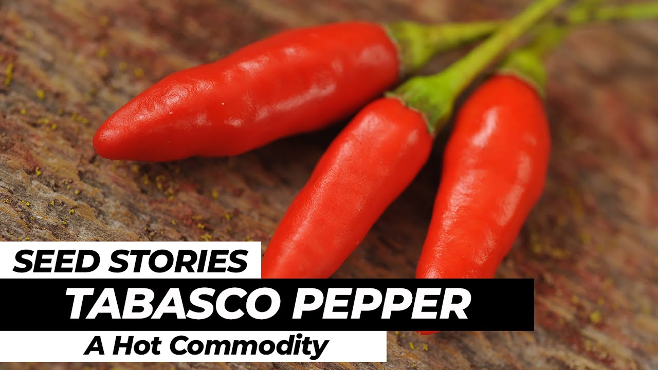 SEED STORIES |Tabasco Pepper: A Hot Commodity