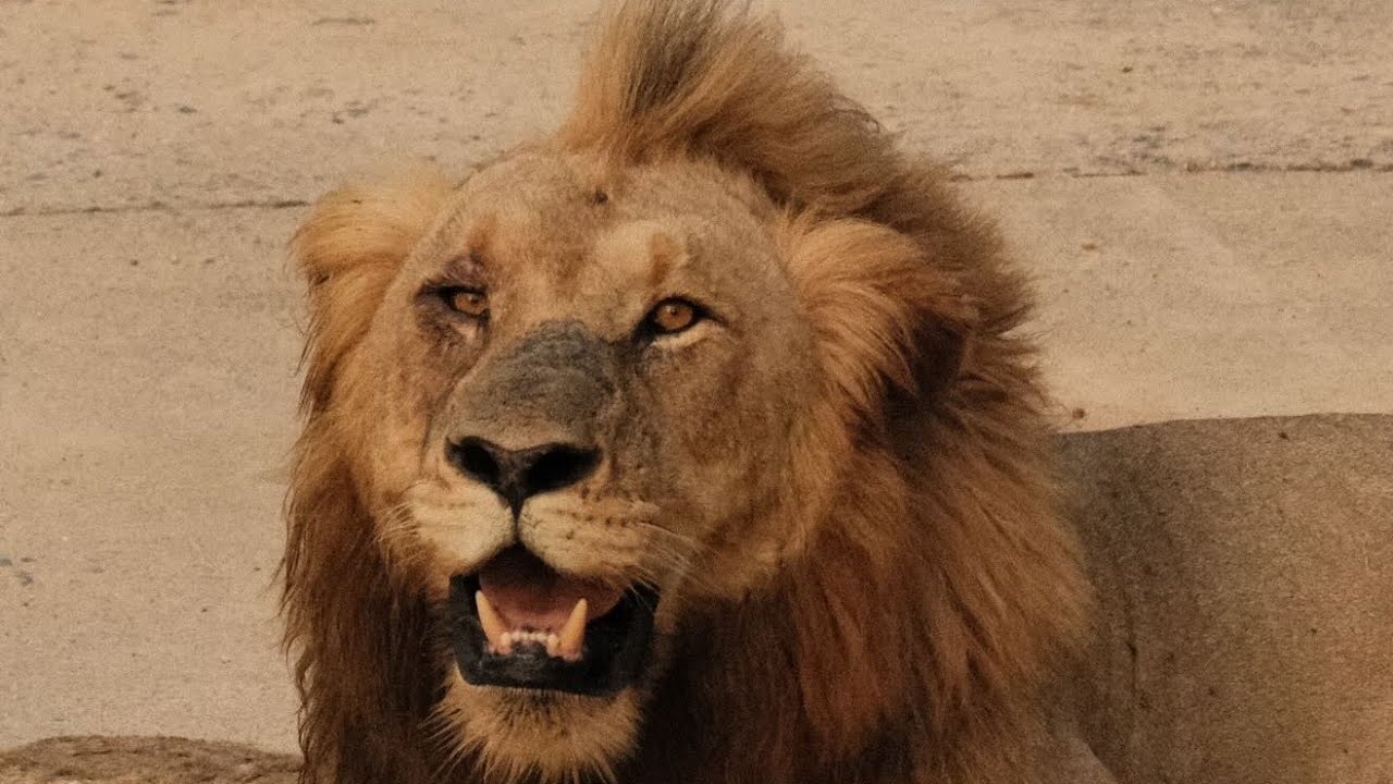 Vurhamie Male Lions | Latest Update