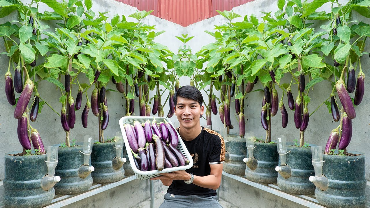 How to Grow Eggplants Quickly Without a Garden &ndash; Perfect for First-Time Growers