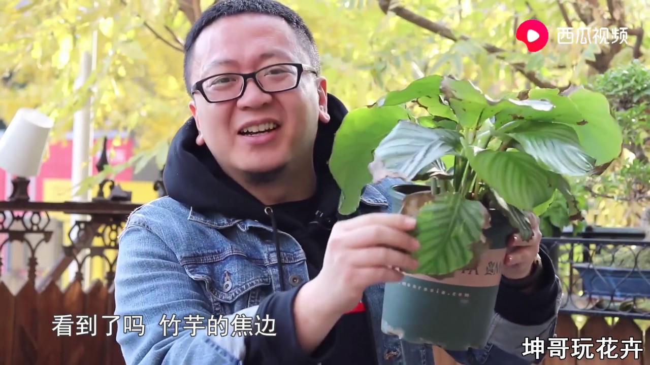 北方养竹芋躲不过焦边，我只能用这个办法了 【坤哥玩花卉】