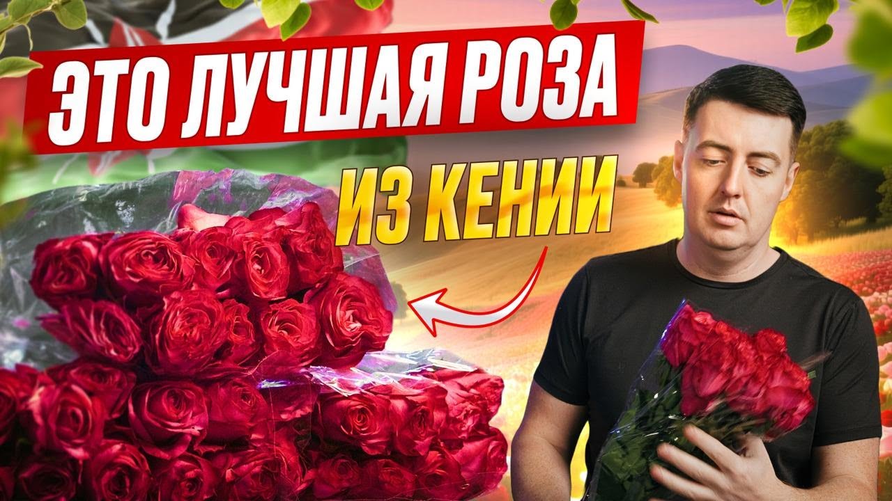 Роза Paloma Royal из Кении — почему этот сорт стал открытием сезона | Плантация Махи | Цветы оптом