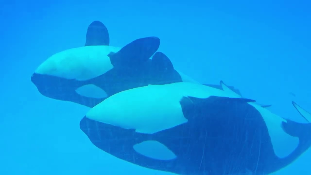 SeaWorld Orlando - Orca Dine Pool - 2025