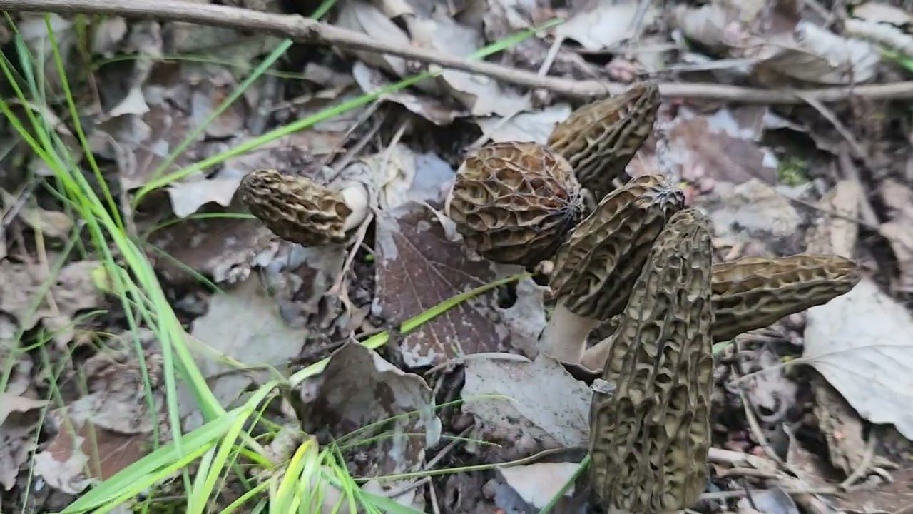 Morchella elata (crni smrčak) - Južni Banat, 09/04/2025