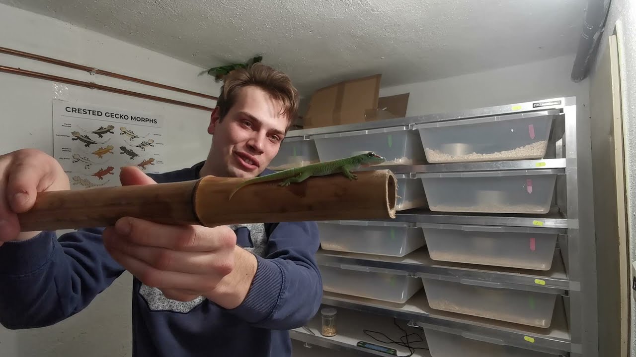 Phelsuma Grandis, povídání o ještěřích bitkách a soutěž o super ceny!!!!!!