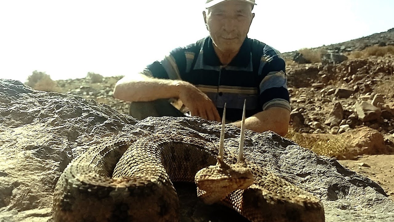 ❌صيد اخطر 🔞الافاعي الصحراوية افعى ذات 🐍 قرنين