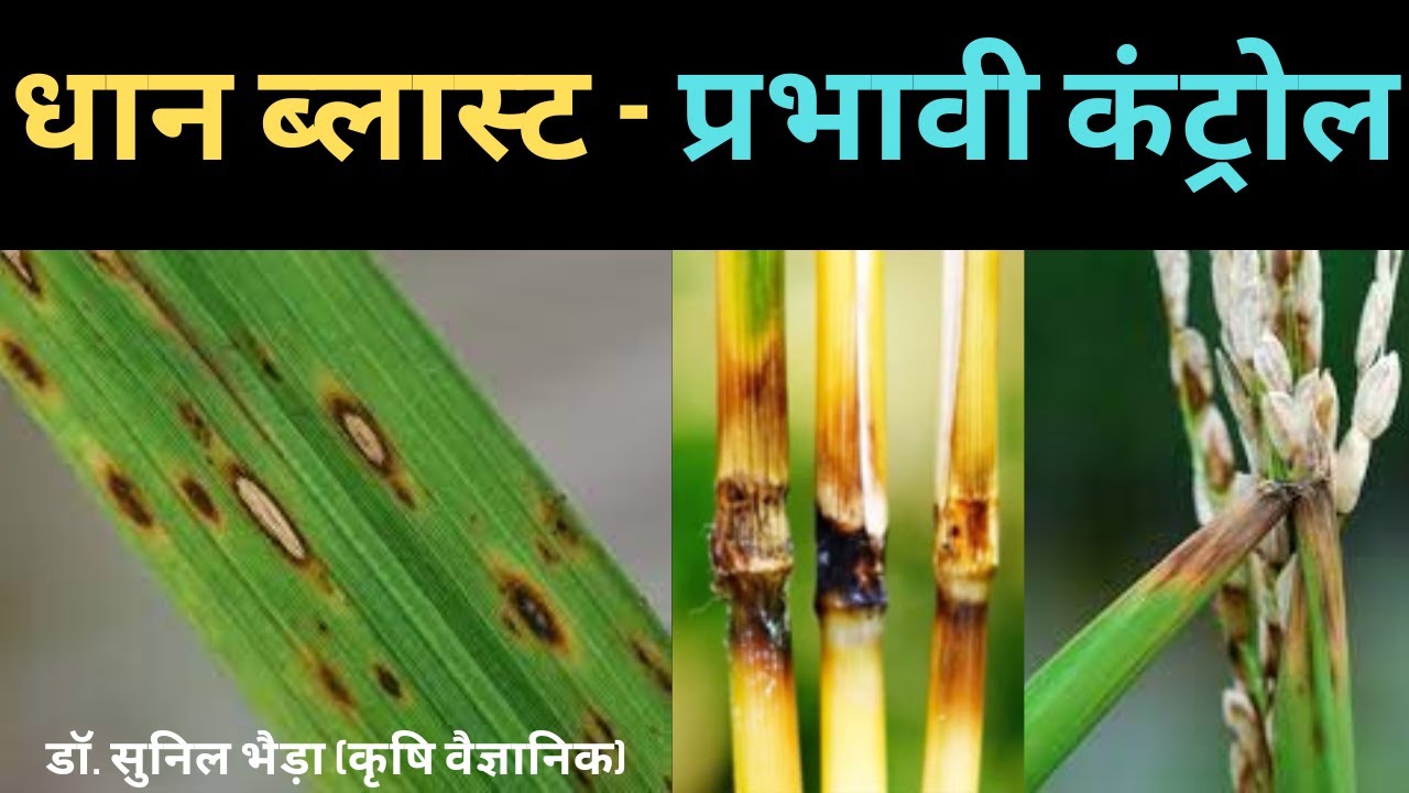 धान ब्लास्ट रोग के लक्षण व रोकथाम Paddy Blast Symptoms& Control #khetikadoctor #drsunilbhaira #paddy