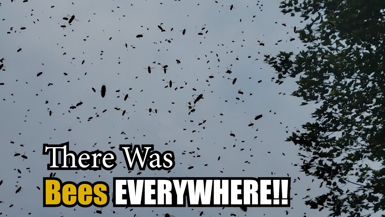 Apimaye Hive Swarms And a Quick Look at the Hive Defender Bottom Board