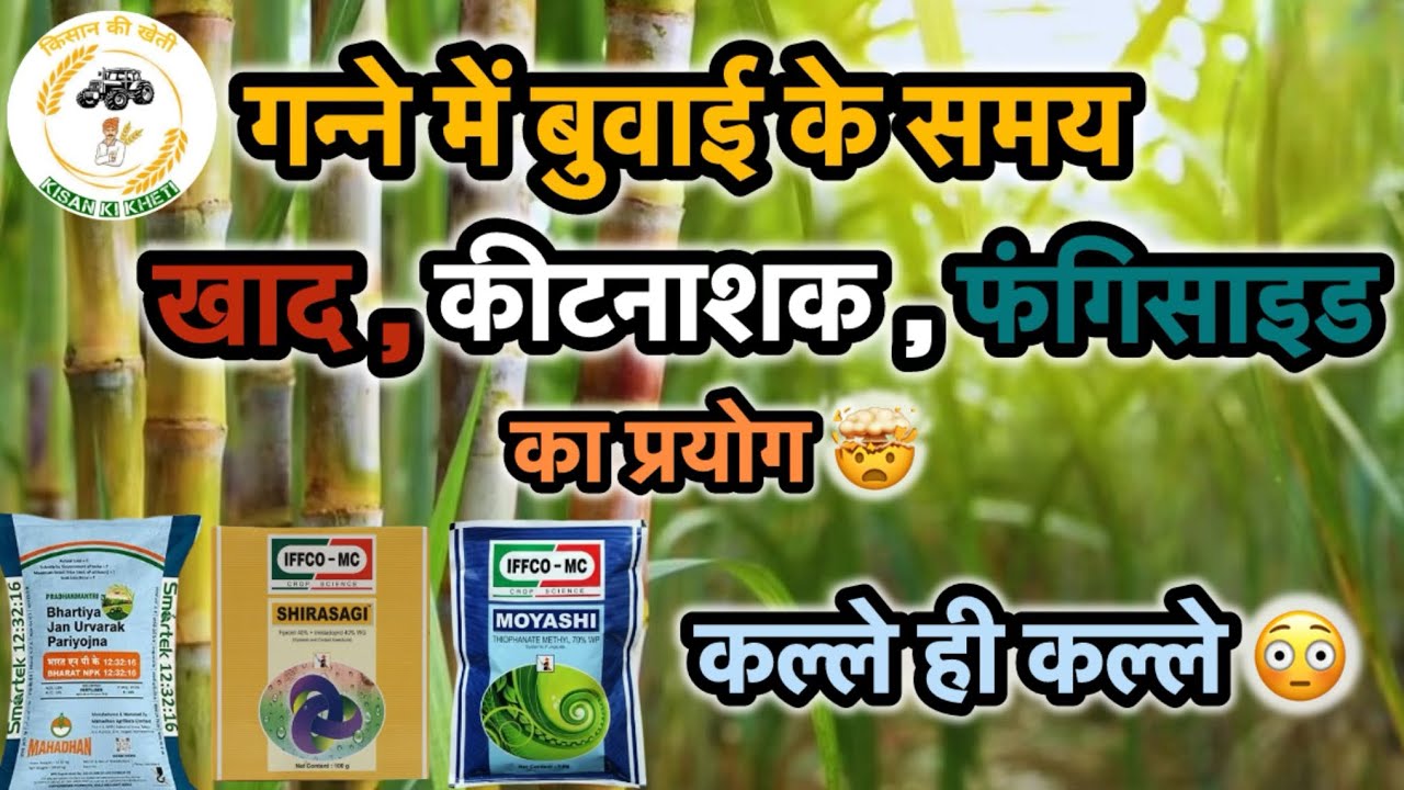 गन्ने में बुवाई के समय सही खाद, कीटनाशक और फंगीसाइड | पूरी जानकारी🤯😱