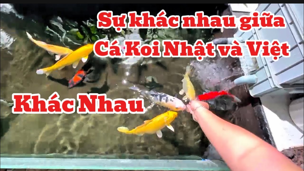Điểm Khác Nhau Giữa Cá Koi Nhật Và Cá Việt - Hồ Cá Koi 3 Khối Đẹp - Cá Mút Tay Dễ Thương.