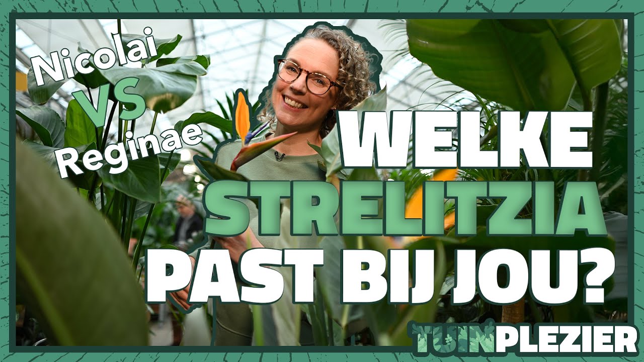 STRELITZIA’s: Nicolai vs. Reginae – Welke past bij jou? 🤔 | Tuinplezier 🪴