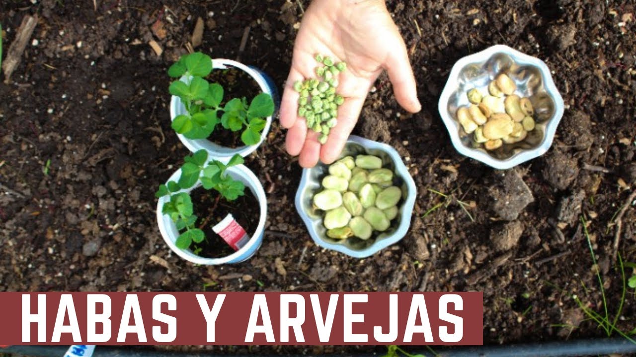 Como Sembrar Habas y Arvejas - Ideales para el Otoño - Secretos y Cuidados