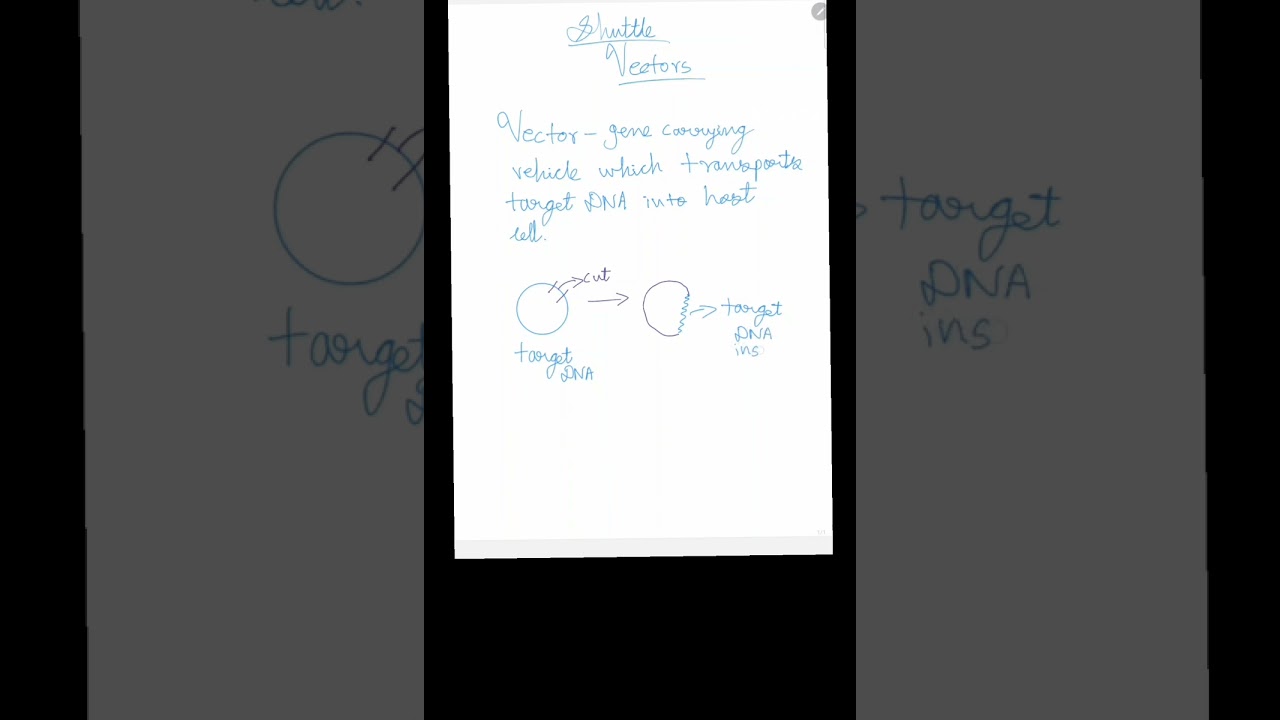 Shuttle Vectors Short explanation