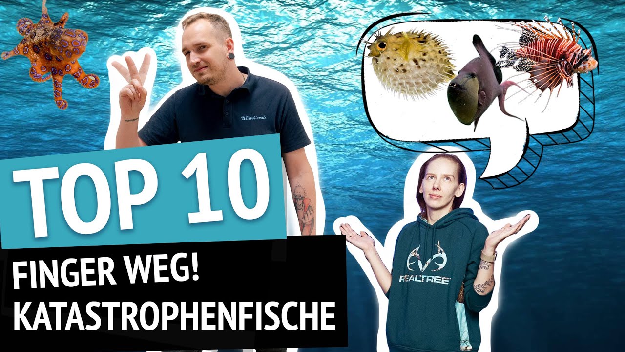 Finger Weg! Diese Meerwasserfische sind eine Katastrophe f&uuml;r jedes Aquarium