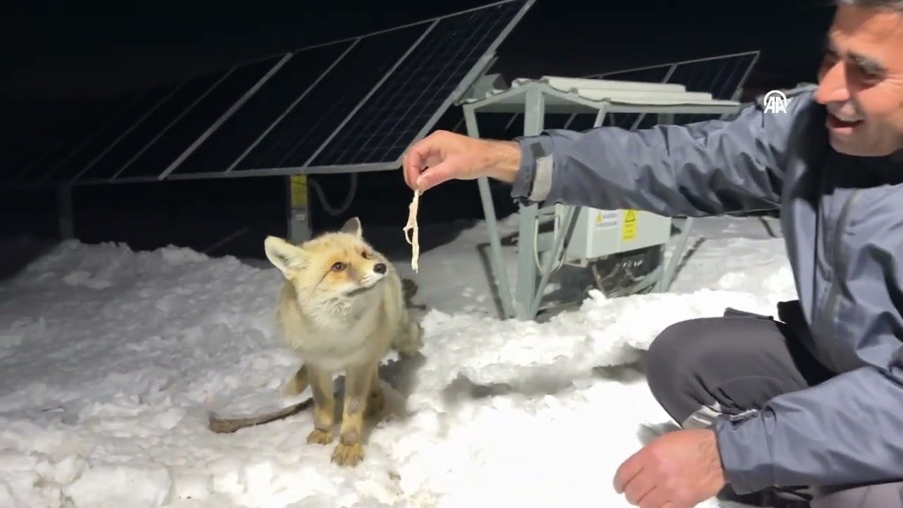 Güvenlik görevlileri, elleriyle besledikleri tilki 
