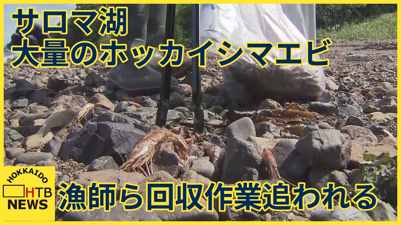 「放っておいたら腐って&hellip;」サロマ湖で打ち上げられた大量のホッカイシマエビ　漁師ら回収作業に追われる