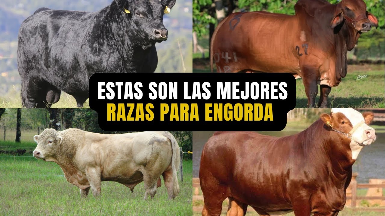 Las 10 mejores razas para producir carne 🐂 🥩