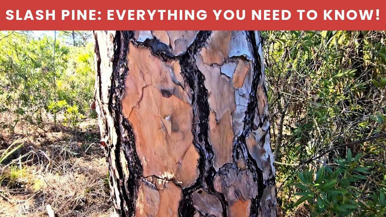 Slash Pine; Everything you need to know!