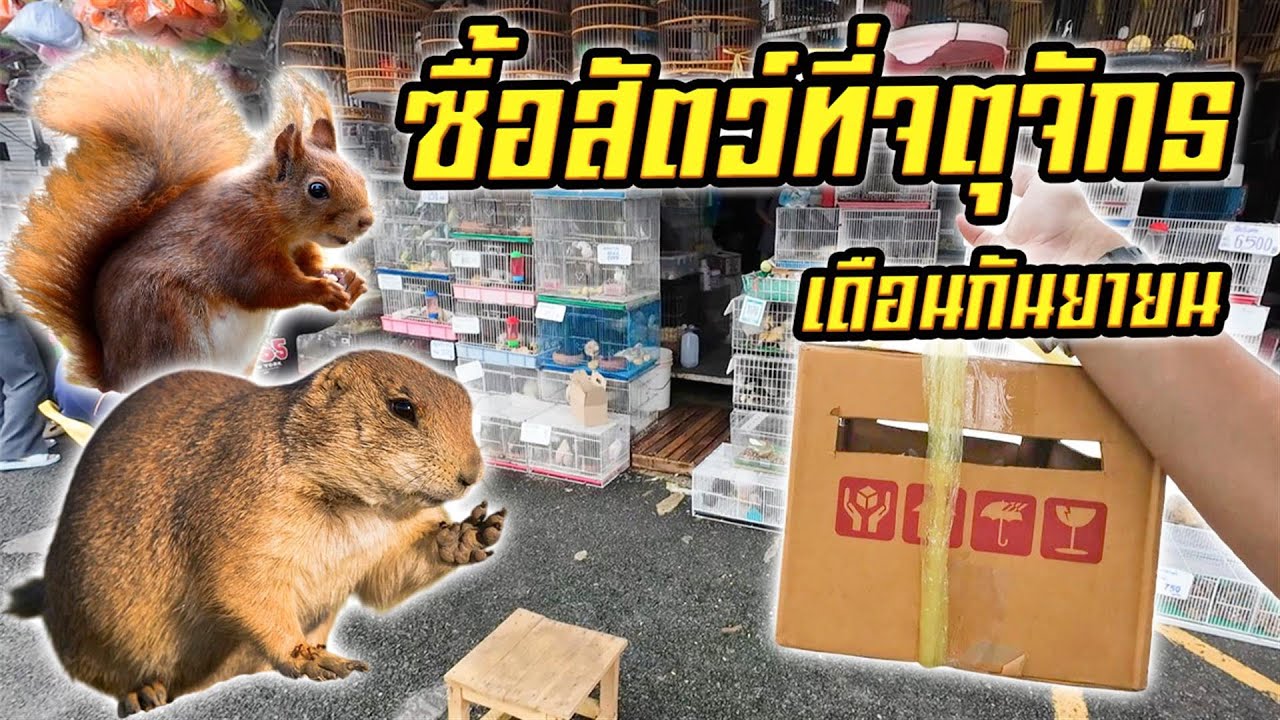 ซื้อสัตว์ที่ตลาดจตุจักร จะได้ตัวอะไรไปเลี้ยง?