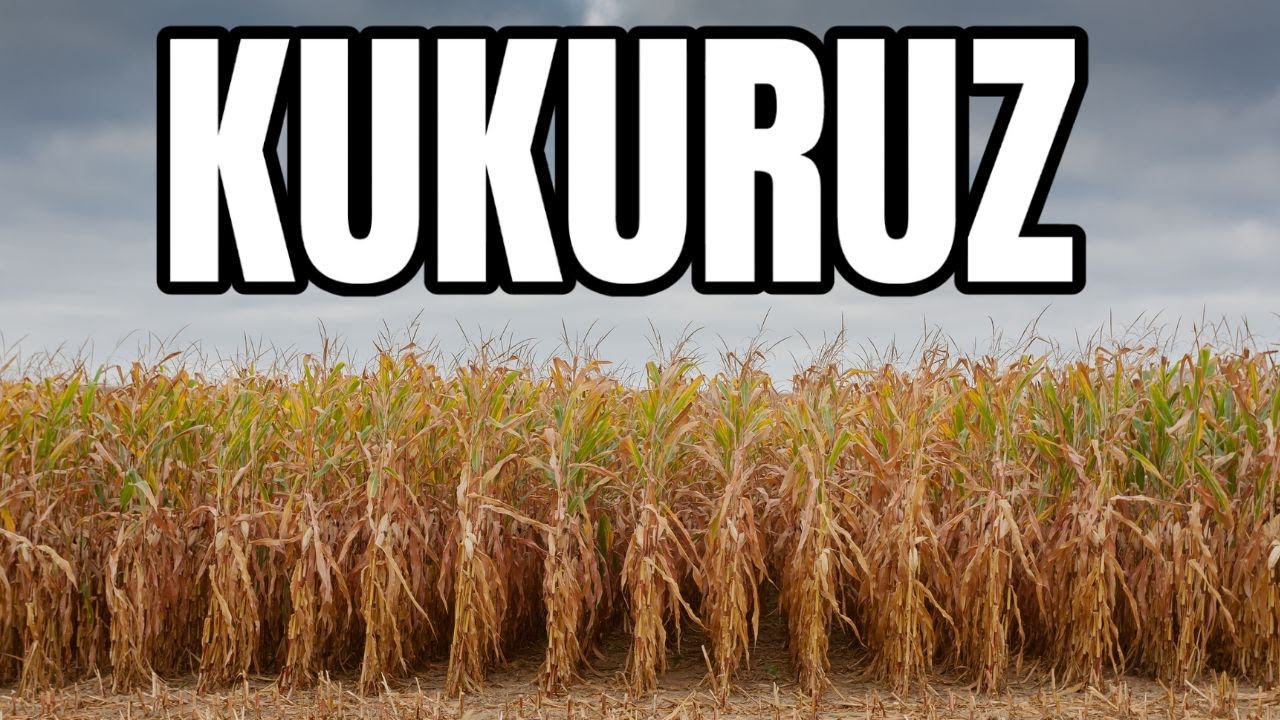 GODINA ZA ZABORAV | Gotova žetva kukuruza