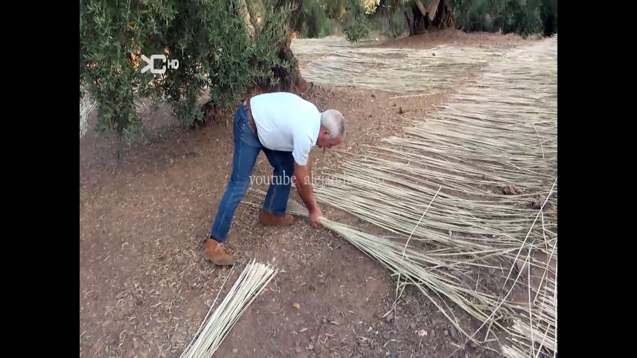 Espadaña o Anea para trenzar pasos a seguir