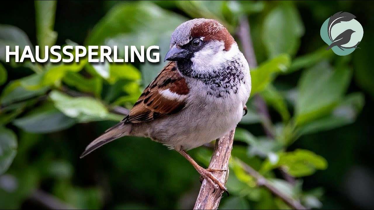 HAUSSPERLING 💮Zwitscherportrait💮 kleinfein &ndash; Vogelstimmen, Vogelportrait, Steckbrief