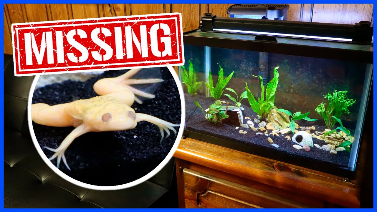 My Pet Frog ESCAPED!
